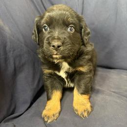 River - Black tri male Toy Australian Shepherd puppy in Medical Lake, Washington from MAS Gone Rogue
