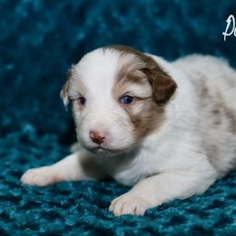 Australian Shepherd, Miniature American Shepherd, Miniature Australian Shepherd, and Toy Australian Shepherd Puppies from Painted Blue Aussies