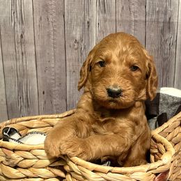 Delta - Red  Goldendoodle puppy in Chelan, Washington from North Cascades Doodles