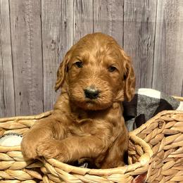 Delta - Red  Goldendoodle puppy in Chelan, Washington from North Cascades Doodles