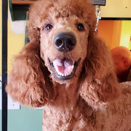 Poodle All Grown Up from Lavender's Stunning Standards