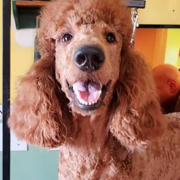 Poodle All Grown Up from Lavender's Stunning Standards