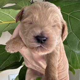 Boy 4 - male Goldendoodle puppy in Gilbert, Arizona from DogHouse Doodles