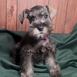 Dorothy - Salt and pepper female Miniature Schnauzer puppy in Coarsegold, California from Halo Schnauzer