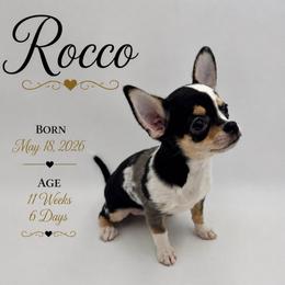 AKC Rocco - Merle male Chihuahua puppy in Columbus, Nebraska from Prancy Pawz