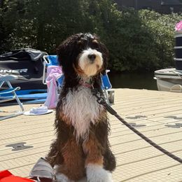 Bernedoodle, Bernese Mountain Dog, and Poodle Puppies from NJ Bernedoodles