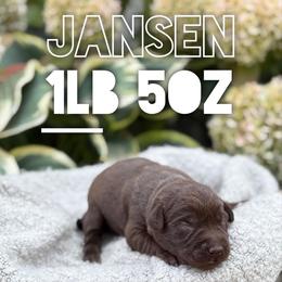 Jansen - Chocolate male Labrador Retriever puppy in Puyallup, Washington from 12 Door Farm Labradors