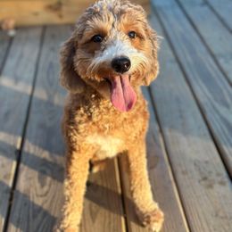 Ruby - Goldendoodle