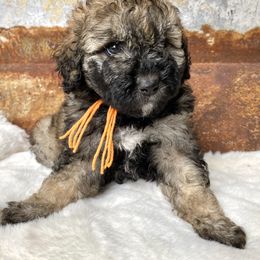 Girl 1 - Bernedoodle puppy in Midland, Texas from Southern Oak Breeders LLC