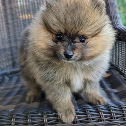 Pomeranian Puppies from Pop Off Pomeranians
