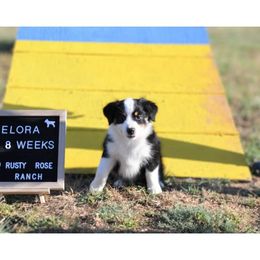 Elora - Black tri Miniature Australian Shepherd puppy in Springtown, Texas from Rusty Rose Ranch Mini Aussies and Mini American Shepherds