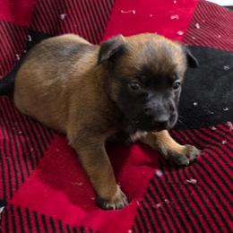 Cinnamon - Fawn female Belgian Malinois puppy in Andersonville, Tennessee from Working W Kennels
