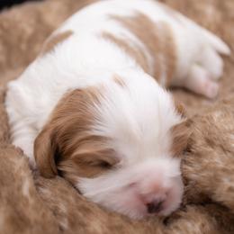 Twister - Blenheim female Cavalier King Charles Spaniel puppy in Hendersonville, North Carolina from Grayfinn House