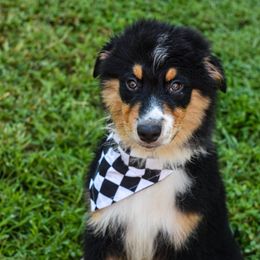 Apollo - Black tri-color male Australian Shepherd puppy in Quincy, Illinois from McMullen’s Aussies