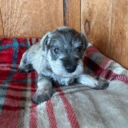 AKC - Fozzie - Green - Salt and pepper male Miniature Schnauzer puppy in Wheeler, Wisconsin from Sue’s Miniature Schnauzers
