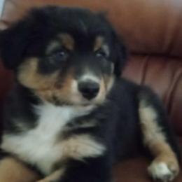 Shasta - Black tri-color female Australian Shepherd puppy in Wewoka, Oklahoma from OutBack Aussie OutLaws