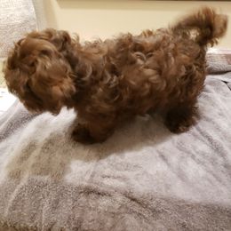 Sporty Mix Puppies from Bayou Babe's Precious Pups