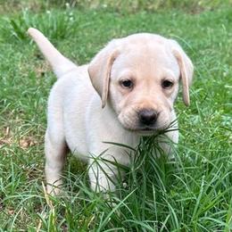 Jasper - Yellow male Labrador Retriever puppy in Rock Hill, South Carolina from North Star Retrievers