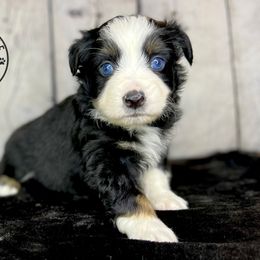 Black tri male 1 - Miniature Australian Shepherd puppy in Buchanan, Georgia from Stanleyville Farm Mini Aussies