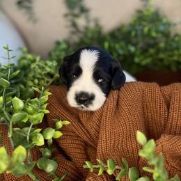 Snoopy - Black and chalk male Australian Labradoodle puppy in Brush Prairie, Washington from Fancy Pants Labradoodles