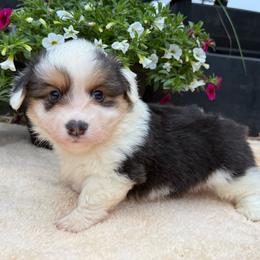 Ike-fluffy - Black and tan male Pembroke Welsh Corgi puppy in Stillwater, Oklahoma from Steele Family Farms