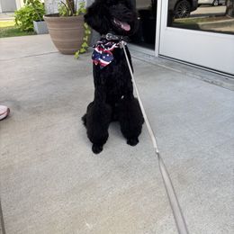 Poodle All Grown Up from The Standards