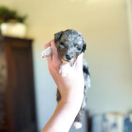 Love You - male Australian Mountain Doodle puppy in Iowa from Burkhart Family Puppies