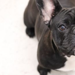 French Bulldog All Grown Up from Winsome French Bulldogs