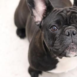 French Bulldog All Grown Up from Winsome French Bulldogs