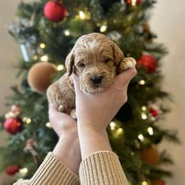 Frosty - Apricot male Goldendoodle puppy in Indianapolis, Indiana from Indy Doodle Co.