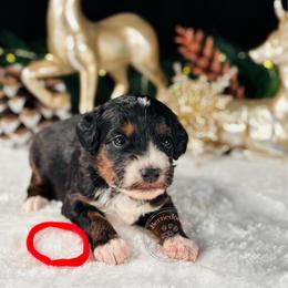 Red boy - Tri-color male Bernedoodle puppy in Waukesha, Wisconsin from Bernedoodle Boutique (and Cavapoos)