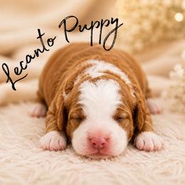 Coming Soon - Yellow and white female Bernedoodle puppy in Lecanto, Florida from Lecanto Puppy