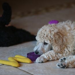 Poodle Puppies from 5-Star Poodles