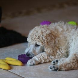 Poodle Puppies from 5-Star Poodles