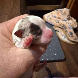 Stuart - White male Chihuahua puppy in Seneca, Missouri from Stephanie’s Puppy Colony