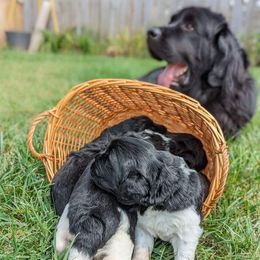 Newfoundland Puppies from Sue Clifton's Newfoundlands