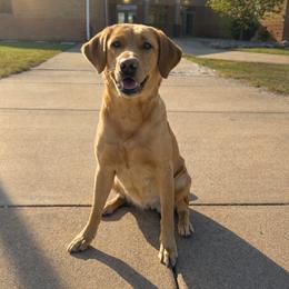 Krew - Labrador Retriever