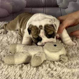 Bulldog Puppies from Sweet Rolls