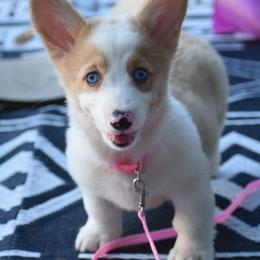 Fay - Red merle and white female American Corgi puppy in Lithia, Florida from Diamondcrest Inc