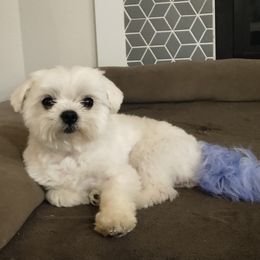Maltipoo Puppies from Missy's Little Garden