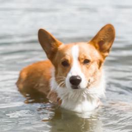 Pembroke Welsh Corgis from Bigon Corgis