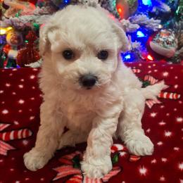 Marie - White female Bichon Frise puppy in Wesley Chapel, Florida from Adorable Bichon