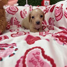 Monty - Cream male Dachshund puppy in Lake City, Florida from My Ditzy Doxies of Florida