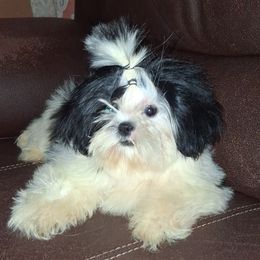 Girl 1 - Black and white female Shih Tzu puppy in Birmingham, Alabama from K&D kennels