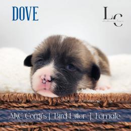 Dove - Sable female Pembroke Welsh Corgi puppy in Pine Village, Indiana from NL Horsemanship