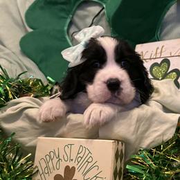 Pearl - Black and white female English Springer Spaniel puppy in Cookeville, Tennessee from AVE Springer Spaniels
