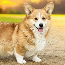 Cardigan Welsh Corgis and Pembroke Welsh Corgis from Monarch Corgis