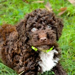 Paradise- potty training started - Chocolate female Australian Labradoodle puppy in Connersville, Indiana from Dessie's Doodles