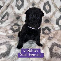 Cobbler - Black seal female German Shepherd puppy in New Cambria, Missouri from Des Hausraben Shepherds