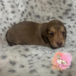Bruce - Cream male Dachshund puppy in Timpson, Texas from Double S Kennel
